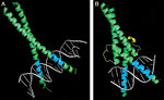 Introduction to Protein&ndash;DNA Interactions figure:4 thumbnail image